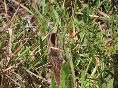 Numida meleagris coronatus