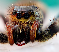 Paraphidippus aurantius