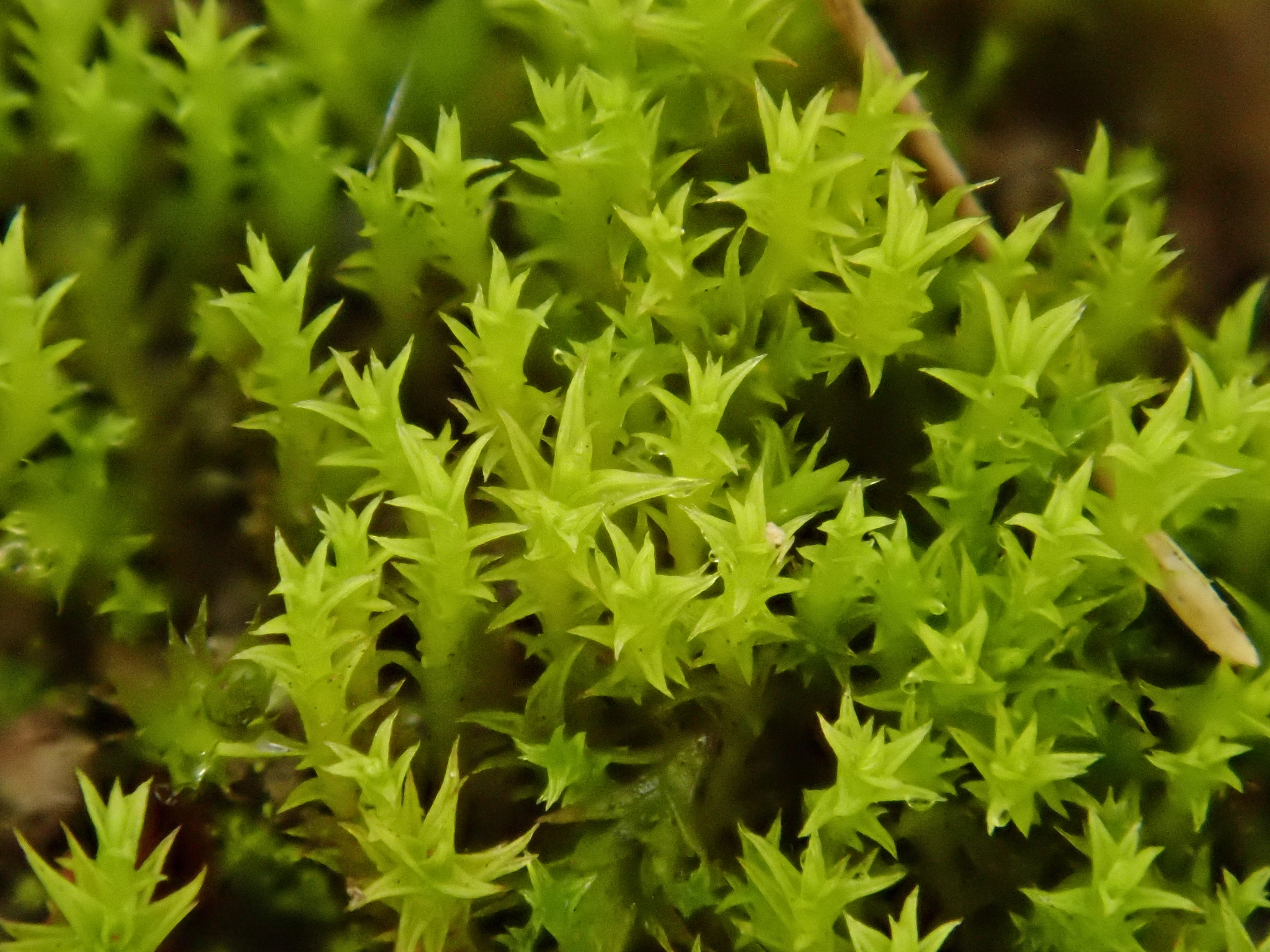 Pseudocrossidium hornschuchianum
