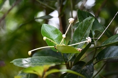 Posoqueria latifolia