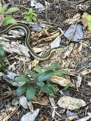 Thamnophis errans