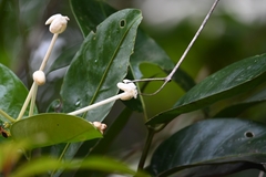 Posoqueria latifolia