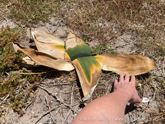 Brunsvigia orientalis