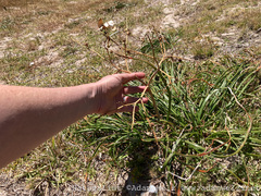 Trachyandra divaricata