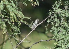 Cynanthus latirostris