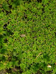 Syntrichia virescens