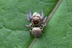 Carrhotus xanthogramma