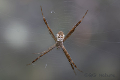 Argiope minuta