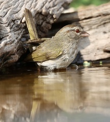 Arremonops rufivirgatus