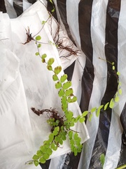 Adiantum philippense