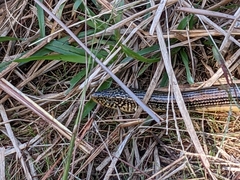 Ophisaurus attenuatus