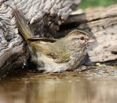 Arremonops rufivirgatus