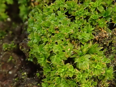 Syntrichia virescens