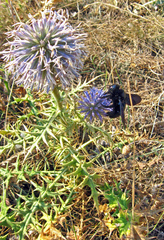 Echinops armatus