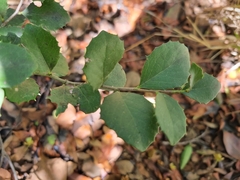 Maytenus undata