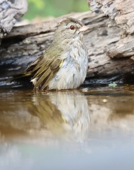 Arremonops rufivirgatus