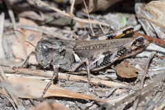 Melanoplus ponderosus