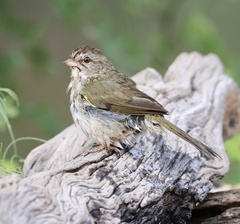 Arremonops rufivirgatus