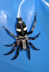 Poecilochroa