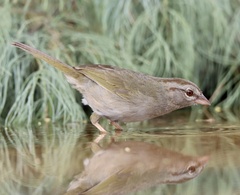 Arremonops rufivirgatus