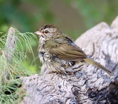 Arremonops rufivirgatus