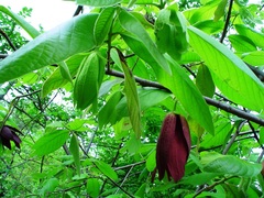 Sapranthus foetidus