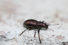 Naupactus tremolerasi