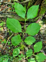 Vangueria macrocalyx