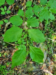 Vangueria macrocalyx