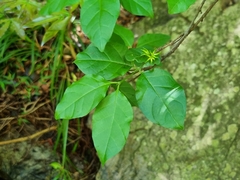 Vangueria macrocalyx