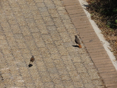 Cossypha caffra caffra