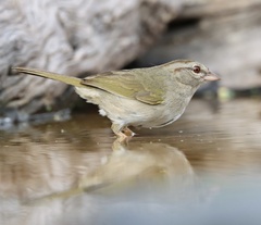 Arremonops rufivirgatus