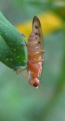 Opomyza florum