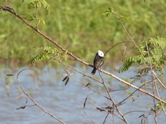 Arundinicola leucocephala