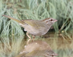 Arremonops rufivirgatus