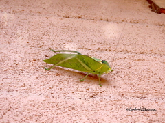 Stilpnochlora azteca