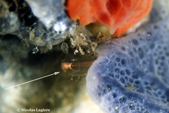 Clavelina gemmae