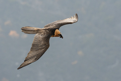 Gypaetus barbatus barbatus