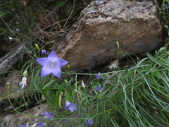 Campanula intercedens