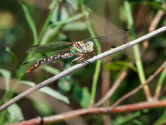 Erpetogomphus lampropeltis natrix