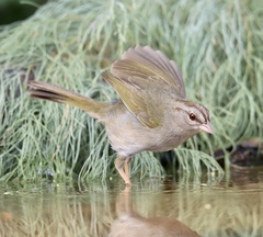 Arremonops rufivirgatus