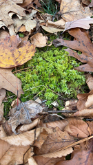 Sphagnum squarrosum