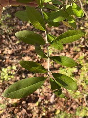 Ligustrum obtusifolium