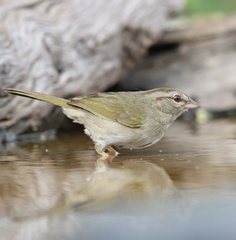 Arremonops rufivirgatus