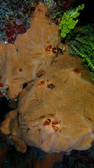 Spirastrella hartmani