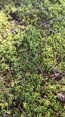 Pleurozium schreberi