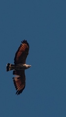 Buteogallus meridionalis