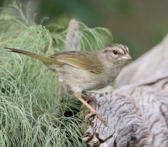 Arremonops rufivirgatus