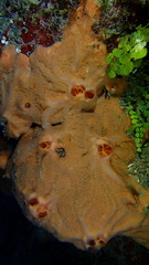 Spirastrella hartmani