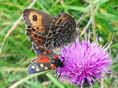 Erebia montanus